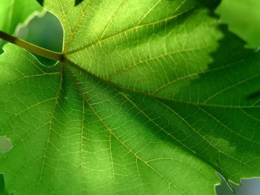 Vista_wallpaper_vplants11_021