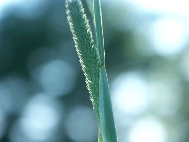 Vista_wallpaper_vplants11_022