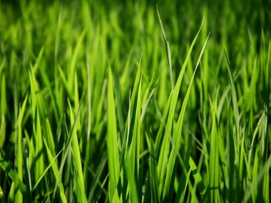 Vista_wallpaper_vplants11_023