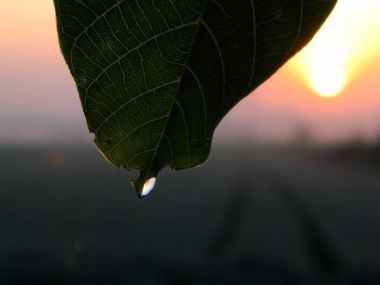 Vista_wallpaper_vplants11_024