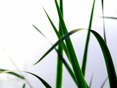 Vista_wallpaper_vplants11_025