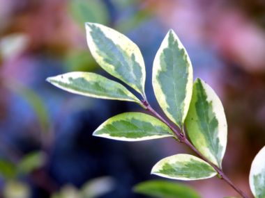 Vista_wallpaper_vplants11_026