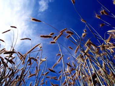 Vista_wallpaper_vplants11_027