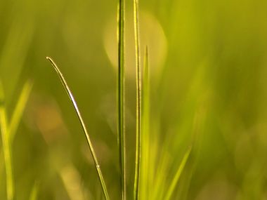 Vista_wallpaper_vplants11_030
