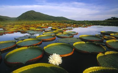 Vitoria Regia Water Lily at Pantanal Matogrossense, Brazi