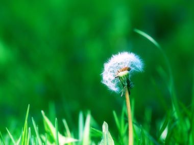 Windows Vista 高清晰植物绿叶壁纸（十三辑,共397张）