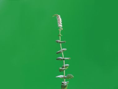 [wallcoo_com]_HQ-Hurb-Life-Images (1)