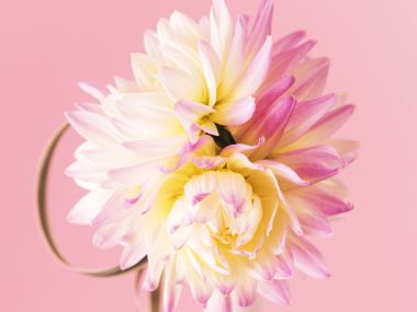 [wallcoo_com]_HR044_350A_Wedding_Fowers