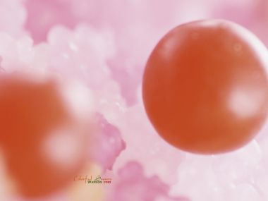 [wallcoo_com]_pictures_colorful_sweets_da308086