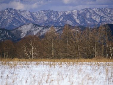 wallcoo.com_Snow_Winter_Scene_Snow_Covered_branches_MIL50001