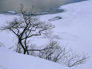 wallcoo.com_Snow_Winter_Scene_Snow_Covered_branches_MIL50002