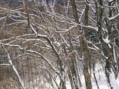 wallcoo.com_Snow_Winter_Scene_Snow_Covered_branches_MIL50003