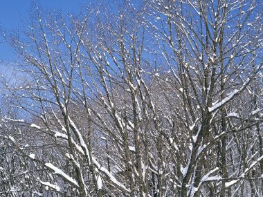 wallcoo.com_Snow_Winter_Scene_Snow_Covered_branches_MIL50004