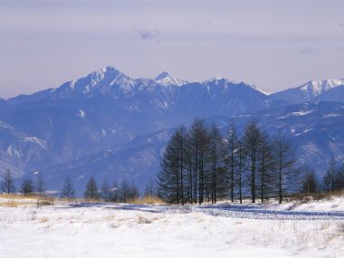 wallcoo.com_Snow_Winter_Scene_Snow_Covered_branches_MIL50005