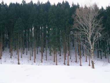 wallcoo.com_Snow_Winter_Scene_Snow_Covered_branches_MIL50006