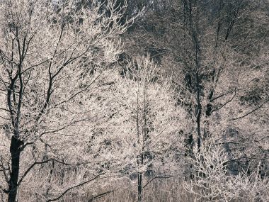 wallcoo.com_Snow_Winter_Scene_Snow_Covered_branches_MIL50009