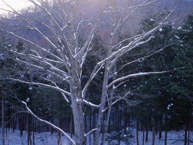 wallcoo.com_Snow_Winter_Scene_Snow_Covered_branches_MIL50011