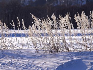 wallcoo.com_Snow_Winter_Scene_Snow_Covered_branches_MIL50013