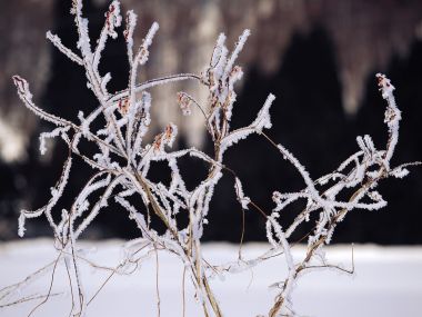 wallcoo.com_Snow_Winter_Scene_Snow_Covered_branches_MIL50017