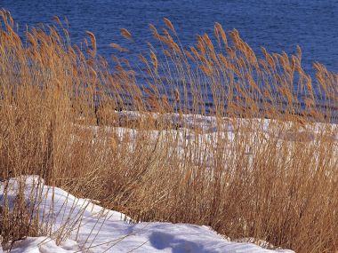 wallcoo.com_Snow_Winter_Scene_Snow_Covered_branches_MIL50019