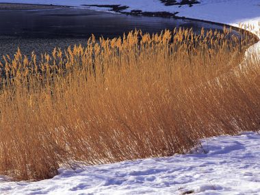 wallcoo.com_Snow_Winter_Scene_Snow_Covered_branches_MIL50020