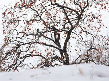 wallcoo.com_Snow_Winter_Scene_Snow_Covered_branches_MIL50021