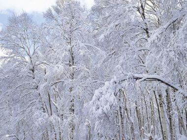 wallcoo.com_Snow_Winter_Scene_Snow_Covered_branches_MIL50022