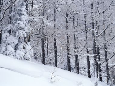wallcoo.com_Snow_Winter_Scene_Snow_Covered_branches_MIL50023