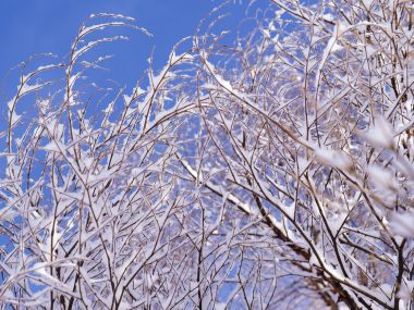 wallcoo.com_Snow_Winter_Scene_Snow_Covered_branches_MIL50024