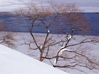 wallcoo.com_Snow_Winter_Scene_Snow_Covered_branches_MIL50025