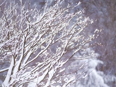 wallcoo.com_Snow_Winter_Scene_Snow_Covered_branches_MIL50026