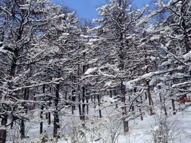 wallcoo.com_Snow_Winter_Scene_Snow_Covered_branches_MIL50027