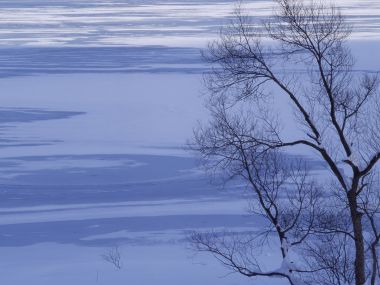 wallcoo.com_Snow_Winter_Scene_Snow_Covered_branches_MIL50028
