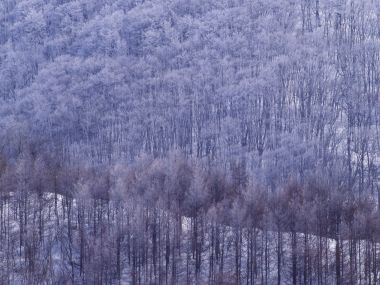 wallcoo.com_Snow_Winter_Scene_Snow_Covered_branches_MIL50029