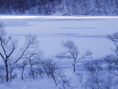 wallcoo.com_Snow_Winter_Scene_Snow_Covered_branches_MIL50030