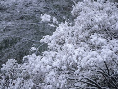 wallcoo.com_Snow_Winter_Scene_Snow_Covered_branches_MIL50031