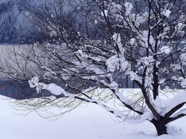 wallcoo.com_Snow_Winter_Scene_Snow_Covered_branches_MIL50032
