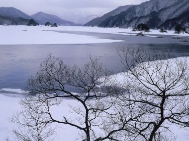 wallcoo.com_Snow_Winter_Scene_Snow_Covered_branches_MIL50033