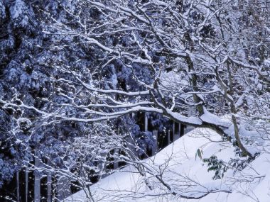 wallcoo.com_Snow_Winter_Scene_Snow_Covered_branches_MIL50035