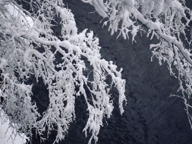 wallcoo.com_Snow_Winter_Scene_Snow_Covered_branches_MIL50038