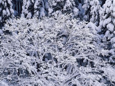 wallcoo.com_Snow_Winter_Scene_Snow_Covered_branches_MIL50039