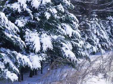 wallcoo.com_Snow_Winter_Scene_Snow_Covered_branches_MIL50040