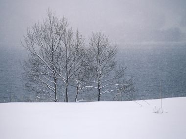 wallcoo.com_Snow_Winter_Scene_Snow_Covered_branches_MIL50041