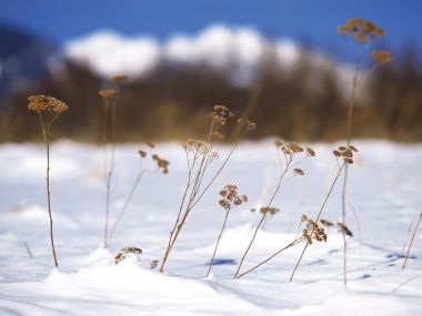 wallcoo.com_Snow_Winter_Scene_Snow_Covered_branches_MIL50042