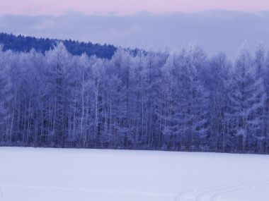 wallcoo.com_Snow_Winter_Scene_Snow_Covered_branches_MIL50044