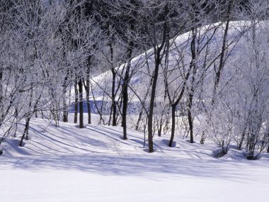 wallcoo.com_Snow_Winter_Scene_Snow_Covered_branches_MIL50045