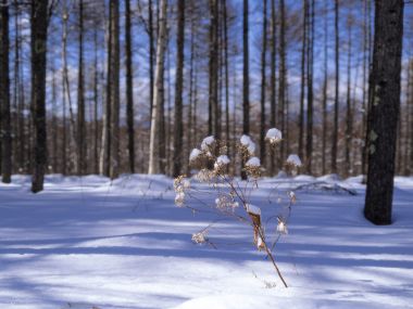 wallcoo.com_Snow_Winter_Scene_Snow_Covered_branches_MIL50046