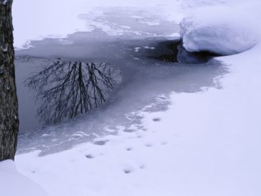 wallcoo.com_Snow_Winter_Scene_Snow_Covered_branches_MIL50047