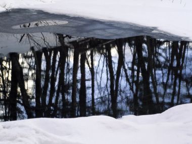 wallcoo.com_Snow_Winter_Scene_Snow_Covered_branches_MIL50048