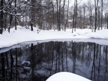 wallcoo.com_Snow_Winter_Scene_Snow_Covered_branches_MIL50050
